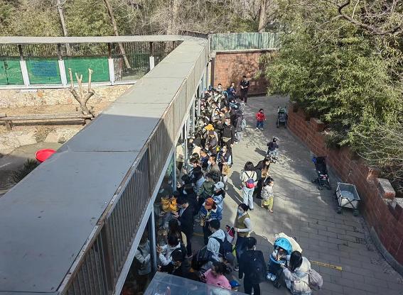 大熊猫丫丫回国在即，记者探访北京动物园