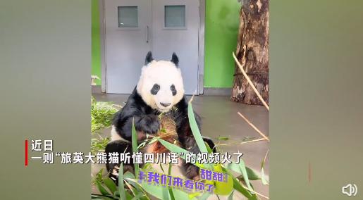 旅英大熊猫听到四川话愣住，网友调侃：老家来人了？拍摄者回应