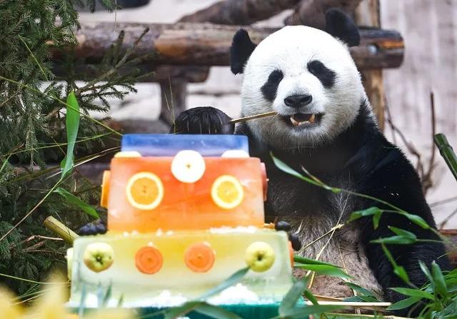 这些年，旅外大熊猫到底经历了什么？｜百家故事