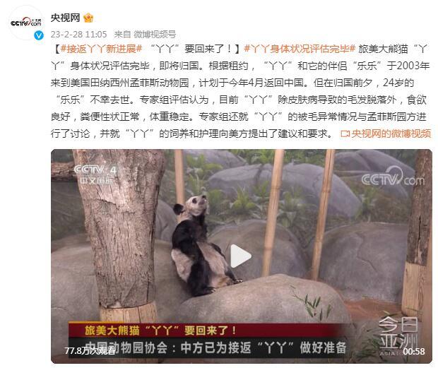 旅美大熊猫“丫丫”身体状况评估完毕，即将归国