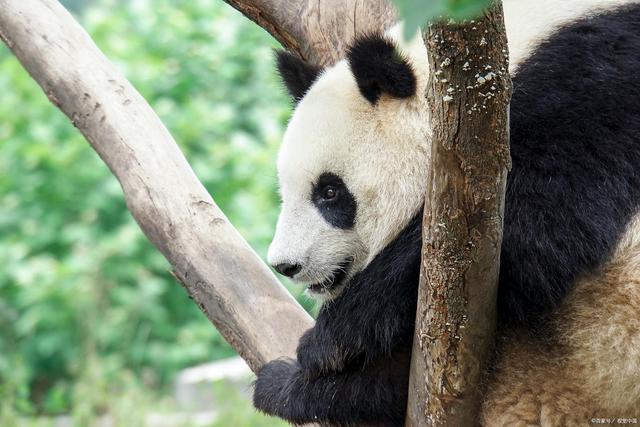 大熊猫在俄罗斯化身功夫熊猫，一年猛涨40斤，在美国却死因不明？