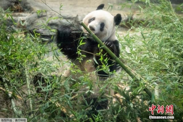 大熊猫“香香”将回到中国 日本民众含泪道别