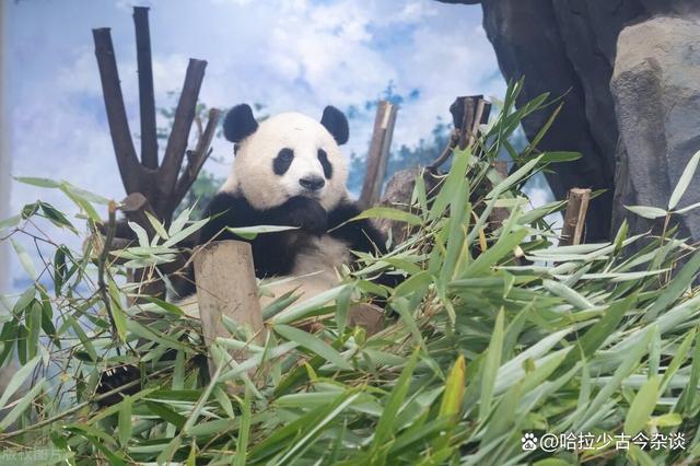 旅美大熊猫健康危机，“丫丫”回国，网友关心“美香一家”的命运