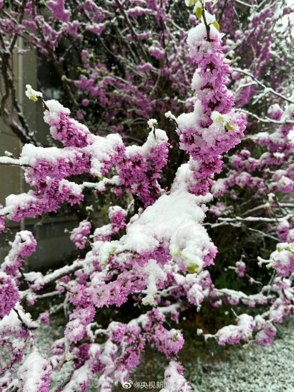河南多地迎3月“桃花雪”