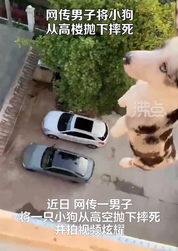 男子将小狗从高楼抛下，还拍视频炫耀？警方通报