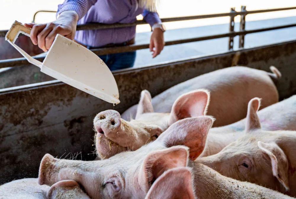 饲料消费已经威胁到中国粮食安全！专家呼吁：节约粮食，从猪做起