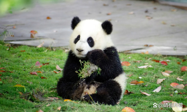 中国熊猫在俄罗斯有多受欢迎，一年长胖40斤，在美国为啥骨瘦如柴