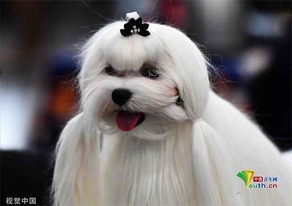 俄罗斯喀山国际展览中心举办狗展 雪白狗狗惹人喜爱