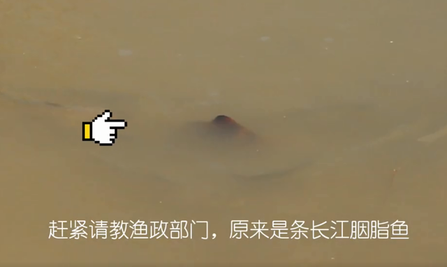 芜湖民警无人机长江巡查发现国家二级保护动物胭脂鱼