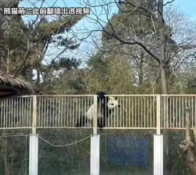 大熊猫“丫丫”回国后将和社牛萌兰做邻居！