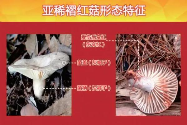 摘吃野生菌中毒，贵州4人被紧急送往云南抢救！
