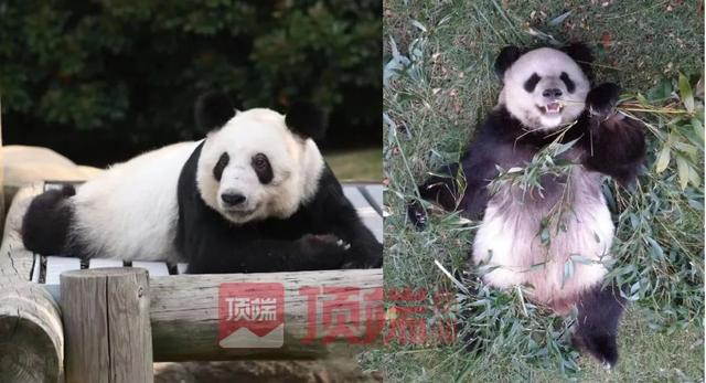 中国是否还会与孟菲斯动物园合作？成都熊猫基地回应
