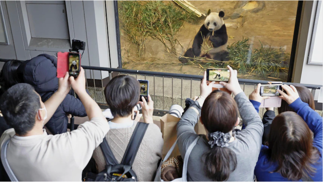 旅日大熊猫“香香”明天回国，日本民众挥泪告别，美媒表示惊讶