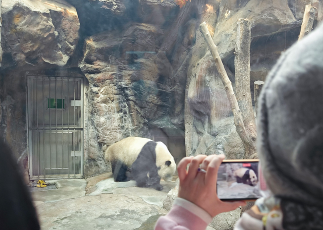 “丫丫”掀起“国宝热”！记者实地探访北京动物园熊猫馆