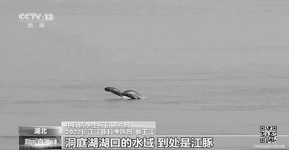 长江干流发现99对母子江豚